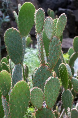 Opuntia mikrodasys kaktüsü. Melek kanatları olarak da bilinir. Tavşan kulaklı kaktüs, tavşan kaktüsü veya puantiyeli kaktüs..