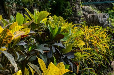 Codiaeum Variegatum bitkisinin güzel manzarası, aynı zamanda ateş crotonu olarak da bilinir..