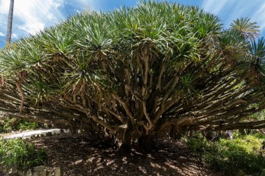 Dracaena draco, Kanarya Adaları ejderha ağacı ya da drago olarak da bilinir..