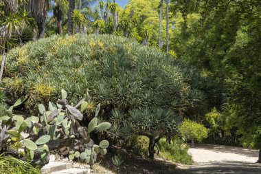 Dracaena draco, Kanarya Adaları ejderha ağacı ya da drago olarak da bilinir..