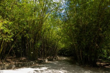 Başkentin güzel Botanik Bahçesi, Lizbon, Portekiz.