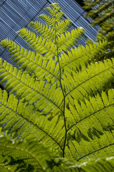 冷たい温室内の大きなシダの葉の閉鎖 — ストック写真