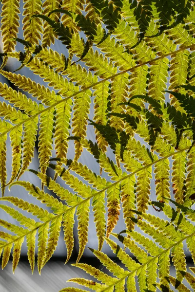 冷たい温室内の大きなシダの葉の閉鎖 — ストック写真