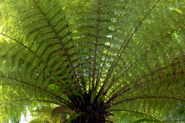 Close View Dicksonia Squarrosa Large Tree Fern Also Known New — Stock Photo, Image
