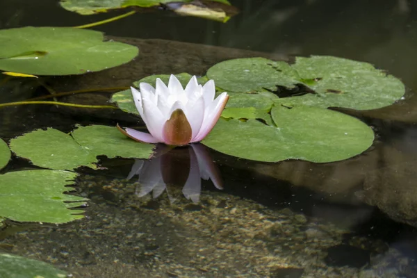 Close View Beautiful Pink White Water Lily Pond — Stock Photo, Image