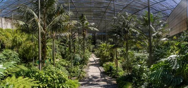 Внутрішній Вигляд Частини Саду Холодний Оранжерея Розташований Лісабоні Португалія — стокове фото