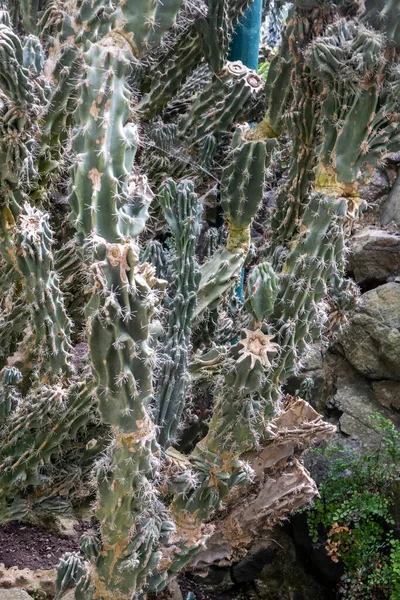 Vista Cerca Una Planta Cactus Cereus Peruvianus Invernadero Caliente — Foto de Stock