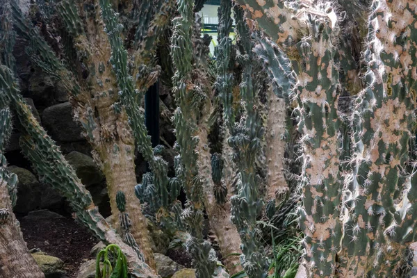 熱い温室にあるセラス ペルービアヌスサボテンの植物の近くの景色 — ストック写真
