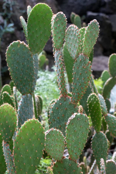 Planta Cactus Opuntia Microdasys También Conocida Como Alas Ángel Cactus — Foto de Stock
