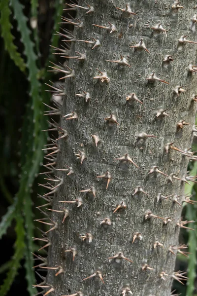 stock image Close up view of the Pachypodium tree spiky trunk.