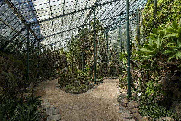 Wnętrze Sekcji Ogrodu Hot Greenhouse Lizbonie Portugalia — Zdjęcie stockowe