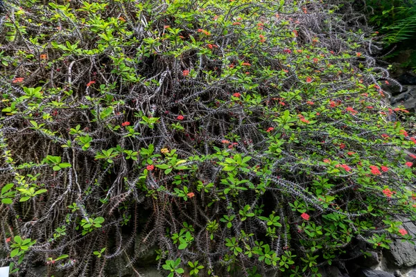 Bir Seradaki Euphorbia Milii Kaktüsünün Büyük Çalısı — Stok fotoğraf
