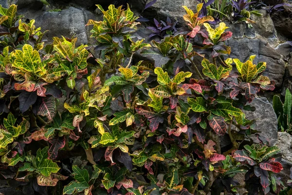 Pemandangan Indah Tanaman Codiaeum Variegatum Juga Dikenal Sebagai Croton Api — Stok Foto