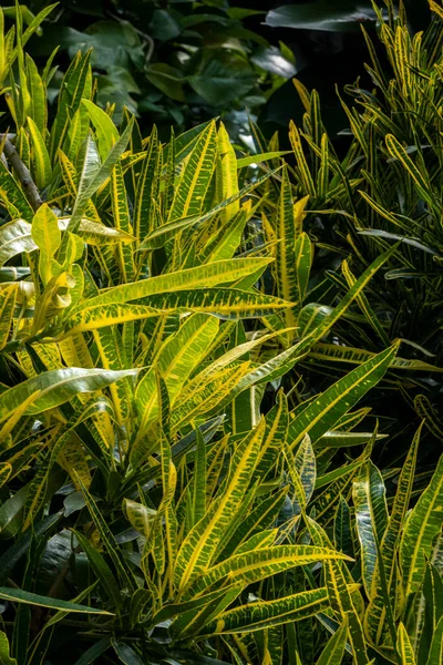 Vista Hermosa Planta Codiaeum Variegatum También Conocida Como Crotón Fuego — Foto de Stock