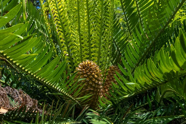 Vista Cerca Planta Gorongowe Cycad Encephalartos Manikensis —  Fotos de Stock