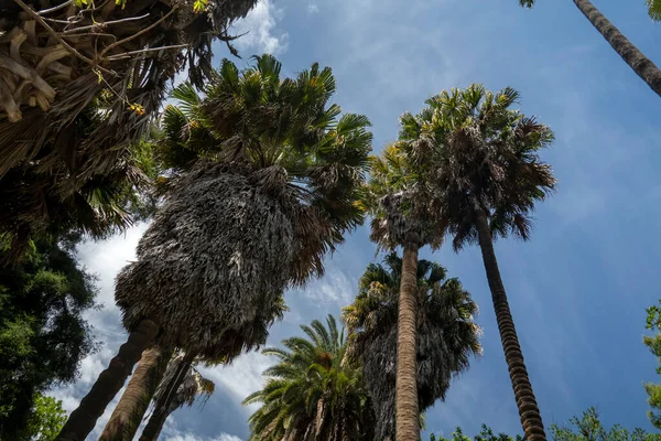 Washingtonia Robusta Palm Trees Botanical Garden Lisbon Portugal — Stock Photo, Image