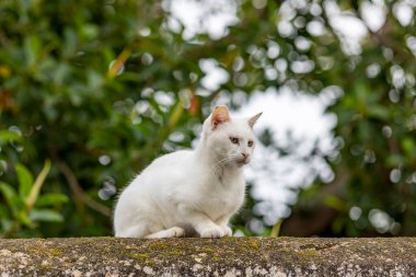 Evcil bir kedinin duvarın tepesini gözetlemesini yakından izleyin..