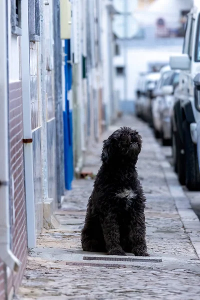 Close view of a Dog barking on a cobblestone street.