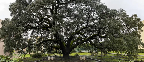 Large Monumental Preserved Holm Oak Tree Located Sao Bras Alportel Stock Picture