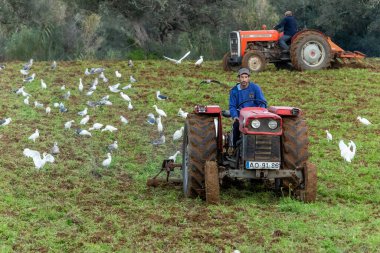 CACELA VELHA, 1 Ocak 2023: Birçok küçük balıkçıl kuşu traktörle tarlayı süren bir çiftçiyi takip eder.