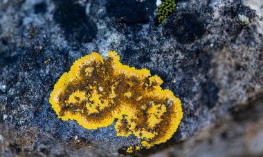 Xanthoria parietina foliose liken görüntüsünü kapat.