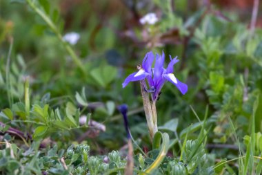 Güzel mor iris çiçeğinin yakın görüntüsü (Iris xiphium)