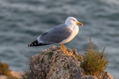 Martı kuşunun doğal bir uçurumun üzerindeki portresinin yakın görüntüsü.