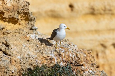 Martı kuşunun doğal bir uçurumun üzerindeki portresinin yakın görüntüsü.