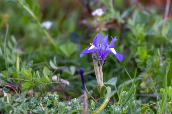 Vista Cerca Hermosa Flor Del Iris Púrpura Salvaje Iris Xiphium —  Fotos de Stock