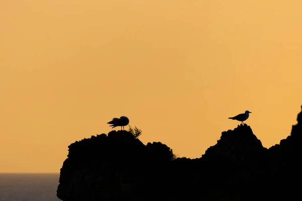 Vista Cerca Las Siluetas Aves Gaviota Sobre Acantilado Natural — Foto de Stock