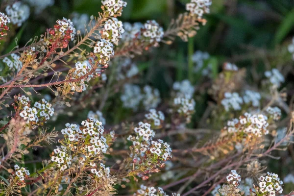 Прибережна Солодка Алісумська Квітка Lobularia Maritima — стокове фото