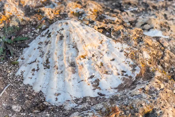 Muschelvorkommen Die Sandsteinschichten Den Klippen Der Algarve Gefangen Sind Portugal — Stockfoto
