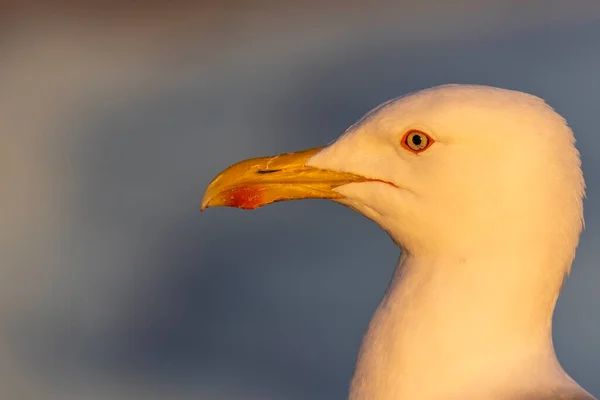Close View Portrait Seagull Bird Sunset — Stock Photo, Image