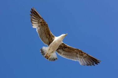 Mavi gökyüzüne karşı uçan martı kuşuna yaklaş.