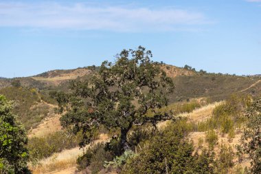 Algarve bölgesinin tipik kırsal manzarası. İçi kistus ladanifer bitkileriyle dolu..