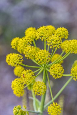 Thapsia villosa kır çiçeğinin yakın görüntüsü.