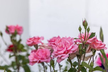 Bahçedeki pembe güllerin yakın görüntüsü.