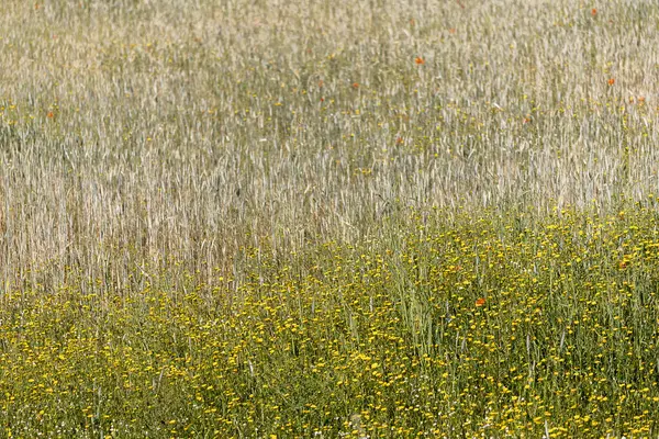 Schöne Frühlingsblumen Blühen Der Landschaft Der Algarve — Stockfoto