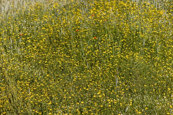 Bela Mancha Flores Primavera Florescendo Campo Região Algarve — Fotografia de Stock