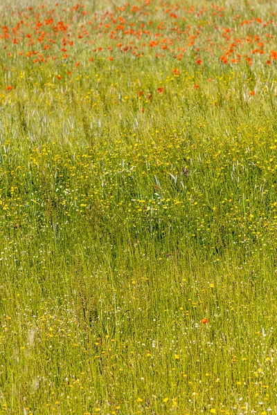 Schöne Frühlingsblumen Blühen Der Landschaft Der Algarve — Stockfoto
