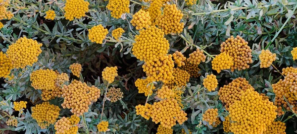 Achillea ageratum 'un yakın görüntüsü, tatlı kiraz çiçeği olarak da bilinir..