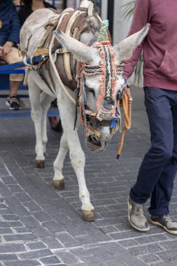 Mijas, İspanya - 22 Ekim 2023: İspanya 'nın Mijas kasabasında turistler tarafından kullanılan eşek taksileri.