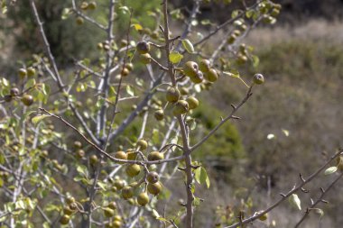 Portekiz 'in Algarve bölgesindeki çiftlikteki yerel bir armut ağacının görüntüsü.