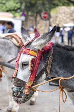 İspanya 'nın Mijas köyünde eşek taksileri..