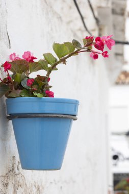 İspanya, Endülüs 'te bulunan Mijas köyündeki tipik mavi saksı bitkileri..