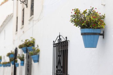 İspanya, Endülüs 'te bulunan Mijas köyündeki tipik mavi saksı bitkileri..