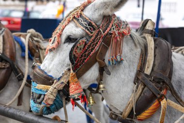 İspanya 'nın Mijas köyünde eşek taksileri..