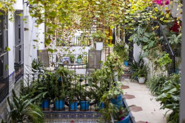 Mijas, İspanya - 22 Ekim 2023: İspanya 'nın Endülüs kentindeki Mijas köyünde tipik mavi saksı bitkileri.