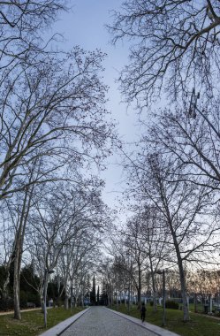 Çıplak ağaçlarla dolu şehir parkı, kışın Loule City, Algarve, Portekiz.