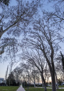Çıplak ağaçlarla dolu şehir parkı, kışın Loule City, Algarve, Portekiz.